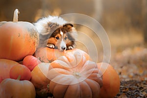 Dog with pumpkins. Halloween holidays. Shetland Sheepdog with pumpkin. Harvest. Thanksgiving day. Sheltie dog