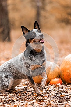 Dog with pumpkins. Halloween holidays. Shetland Sheepdog with pumpkin. Harvest. Thanksgiving day. Sheltie dogDog with pumpkins. Ha