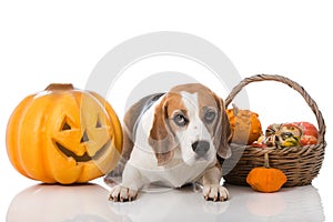 Dog with pumpkins