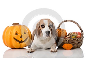 Dog with pumpkins