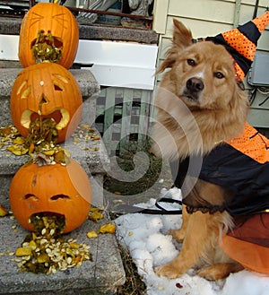 Dog and pumpkins photo