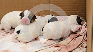 Dog puppies Jack Russell terrier right after birth. They lie on bed.