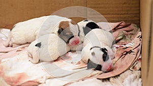 Dog puppies Jack Russell terrier right after birth. They lie on bed.