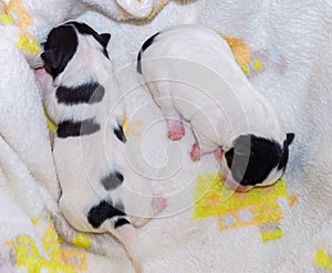 Dog puppies Jack Russell terrier right after birth. Small dogs.