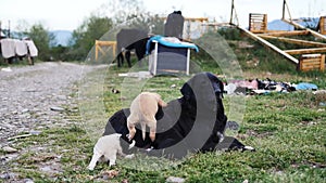 A dog with puppies lies in a junkyard. Stray dog with puppies.