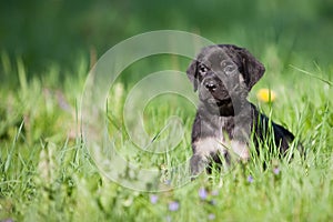 Dog puppies in a meadow