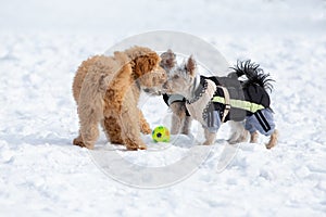 Dog puppies are playing in the snow