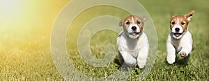 Dog puppies playing - web banner idea