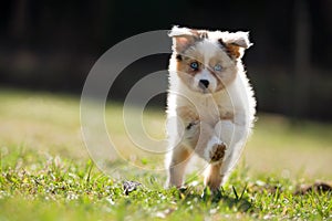 Dog, puppy 8 weeks old runs , jumps over a green meadow