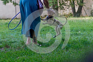 Dog puppy air jumping and playing with female owner in the park