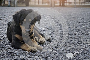 Dog Puppy black breed Golden Retriever playing on rock ground small dog cute for friendly