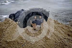 Dog Puppy black breed Golden Retriever sleeping on sand small dog cute for friendly