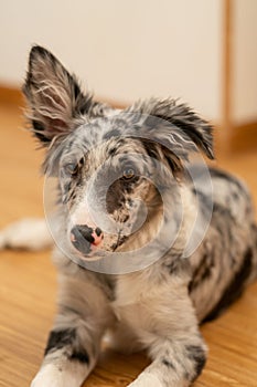 Dog Puppy Border Collie Merle