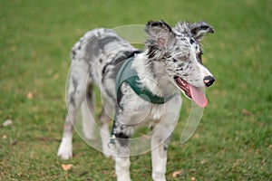 Dog Puppy Border Collie Merle