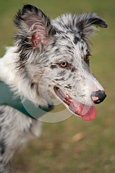 Dog Puppy Border Collie Merle