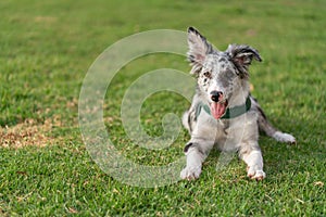 Dog Puppy Border Collie Merle