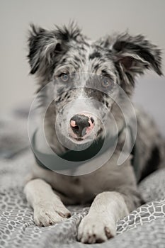 Dog Puppy Border Collie Merle