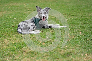 Dog Puppy Border Collie Merle