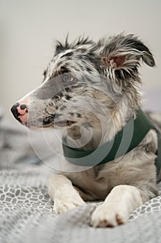 Dog Puppy Border Collie Merle