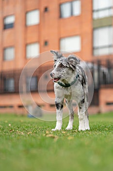 Dog Puppy Border Collie Merle