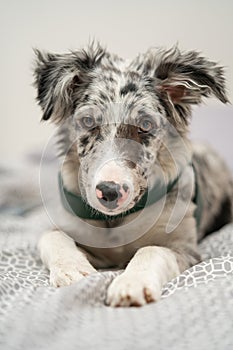 Dog Puppy Border Collie Merle