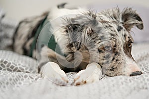 Dog Puppy Border Collie Merle