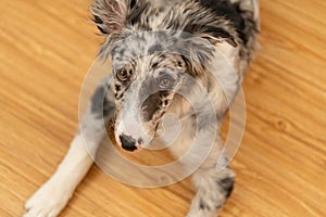 Dog Puppy Border Collie Merle