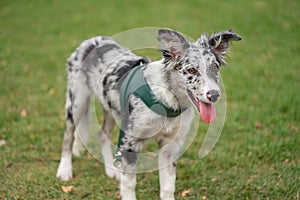 Dog Puppy Border Collie Merle