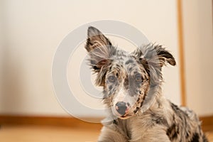 Dog Puppy Border Collie Merle