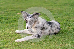 Dog Puppy Border Collie Merle