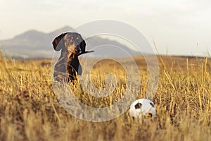 Dog puppy, breed dachshund black tan, looks at his ball while waiting for the game on a autumn grass and mountains