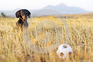 Dog puppy, breed dachshund black tan, looks at his ball while waiting for the game on a autumn grass and mountains