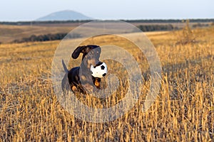 Dog puppy, breed dachshund black tan, looks at his ball while waiting for the game on a autumn grass and mountains