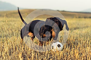 Dog puppy, breed dachshund black tan, playing with a ball on a autumn grass
