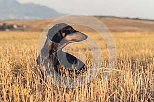 Dog puppy, breed dachshund black tan, playing and walking on a autumn grass in the park