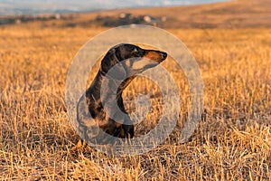 Dog puppy, breed dachshund black tan, playing and walking on a autumn grass in the park