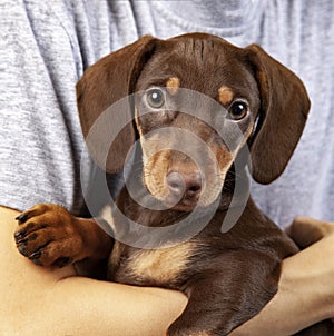 dog puppy breed dachshund on hand of a boy. teenager and his pet