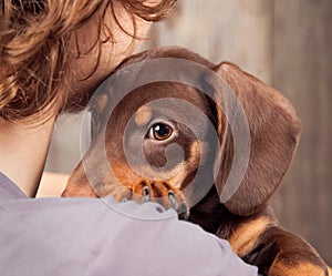 dog puppy breed dachshund on the shoulder of a boy, a teenager and his pet sad