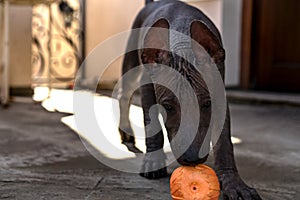 Dog puppy of the breed Xoloitzcuintle, playing with an orange ball toy