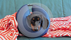 Dog puppy after castration injury lies couch in protective inflatable collar vet