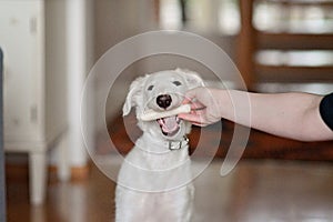 A dog puppy chewing bone and woman holding the bone in her hand. Playful and cute white borzoi Russian greyhound