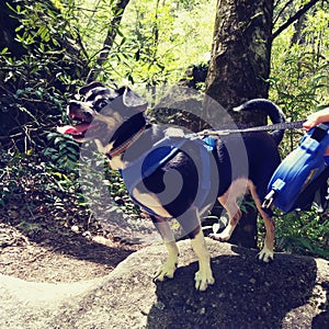 Dog puppy Chihuahua brack tongue sticking out happy on rock climbing mountain