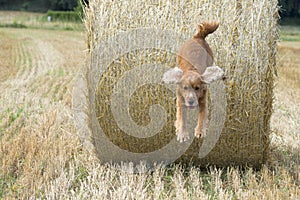 Dog puppy cocker spaniel jumping hay