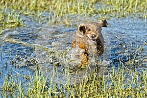 Dog Puppy cocker spaniel playing in the water