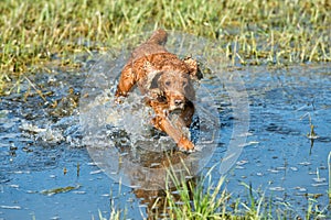 Dog Puppy cocker spaniel playing in the water
