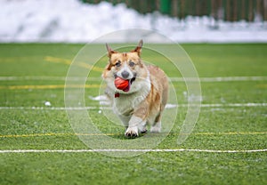 dog puppy Corgi has fun playing on the green sports field and catching the ball