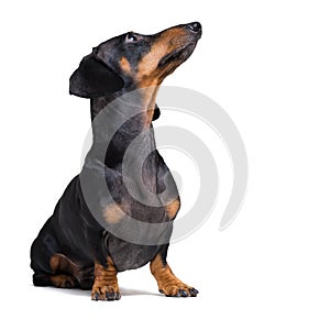 Dog puppy dachshund, black and tan, looking up, isolated on white background