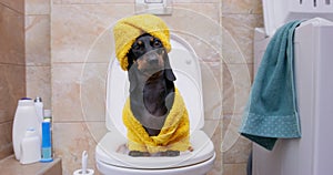 Dog puppy dachshund in funny home clothes sits on toilet seat. Potty train puppy