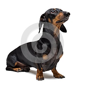 A dog puppy of the dachshund male breed, black and tan on isolated on white background