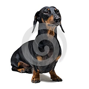 A dog puppy of the dachshund male breed, black and tan on isolated on white background